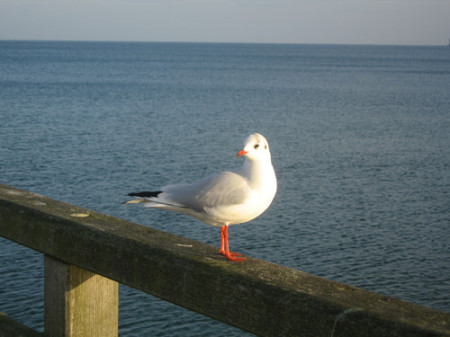 Möwe